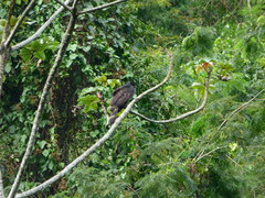 Spizaetus tyrannus