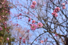 Prunus mume