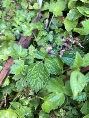 Lecanthus peduncularis