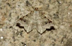 Macaria alternata