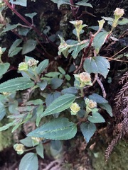Sarcopyramis napalensis delicata