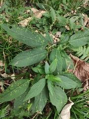 Clerodendrum cyrtophyllum