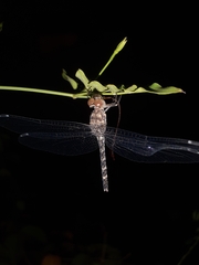 Bradinopyga geminata