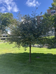 Crataegus crus-galli