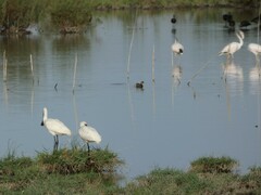 Phoenicopterus roseus