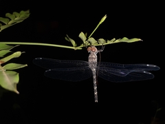 Bradinopyga geminata