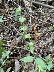 Stachys rigida