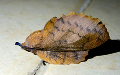 Gastropacha quercifolia