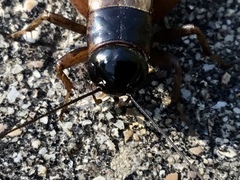 Gryllus pennsylvanicus