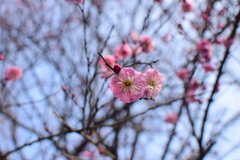 Prunus mume