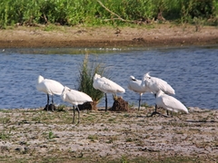 Platalea leucorodia