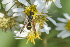 Ancistrocerus adiabatus