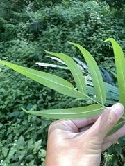 Coniogramme intermedia