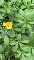 Potentilla reptans