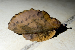 Gastropacha quercifolia