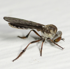 Holcocephala