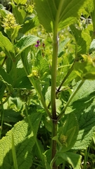 Lepechinia caulescens