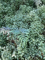 Coniogramme intermedia