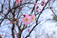 Prunus mume
