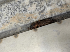 Gryllotalpa orientalis