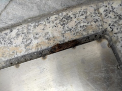 Gryllotalpa orientalis