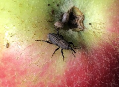 Sphenophorus parvulus
