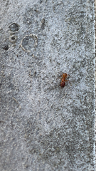 Camponotus castaneus