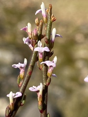 Muraltia muraltioides