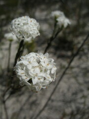 Pimelea brachyphylla