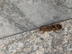 Gryllotalpa orientalis