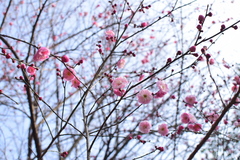 Prunus mume