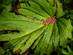 Symplocarpus foetidus