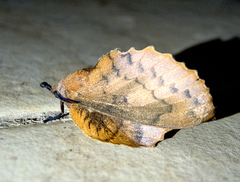 Gastropacha quercifolia