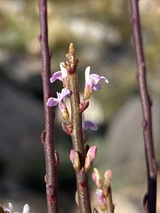 Muraltia muraltioides