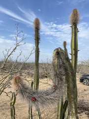 Lophocereus schottii