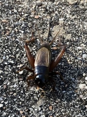 Gryllus pennsylvanicus