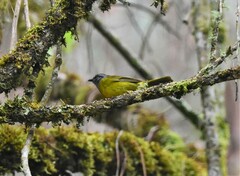 Myiothlypis coronata