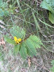 Chamaecrista