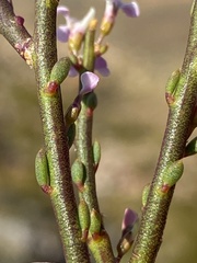 Muraltia muraltioides