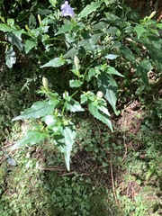 Strobilanthes flexicaulis