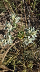Euphorbia marginata