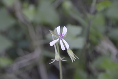 Pelargonium alchemilloides