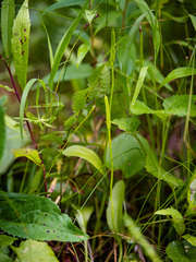 Ophioglossum pusillum