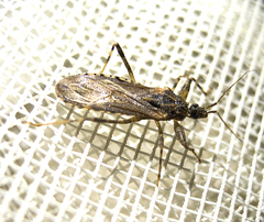 Oncocephalus
