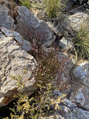 Muraltia muraltioides