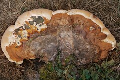 Ganoderma resinaceum