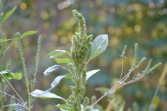 Amaranthus