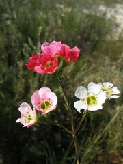 Chamelaucium megalopetalum