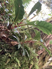 Hydrangea integrifolia