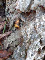 Monocesta coryli